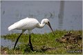 126_spoonbill