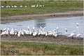 132_spoonbill