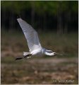 134_spoonbill