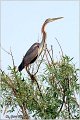 144_purple_heron