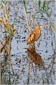 175_little_bittern