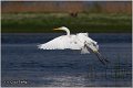 201_great_white_egret