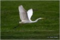 202_great_white_egret