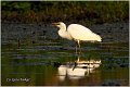 204_great_white_egret