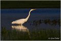 205_great_white_egret