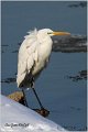 236_great_white_egret