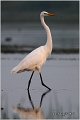 239_great_white_egret