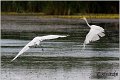 240_great_white_egret