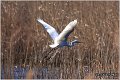 241_great_white_egret