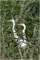 242_great_white_egret