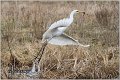 243_great_white_egret