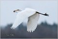 244_great_white_egret