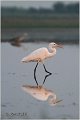 246_great_white_egret