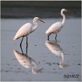 247_great_white_egret