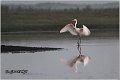 248_great_white_egret