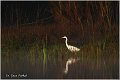 249_great_white_egret