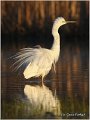 250_great_white_egret