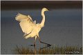 252_great_white_egret