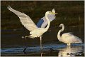 253_great_white_egret