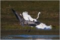 254_great_white_egret