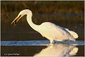 258_great_white_egret