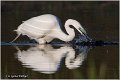 260_great_white_egret