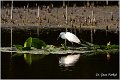 349_little_egret