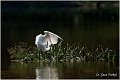 350_little_egret