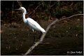 351_little_egret