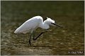354_little_egret