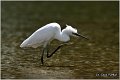 354_little_egret