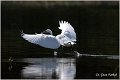 355_little_egret