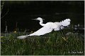 356_little_egret