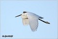 359_little_egret