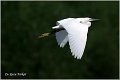 360_little_egret