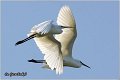 361_little_egret