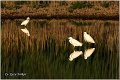 362_little_egret