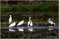 364_little_egret