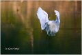 367_little_egret