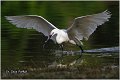 369_little_egret