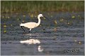 372_little_egret