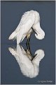 373_little_egret