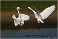 375_little_egret