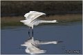 377_little_egret