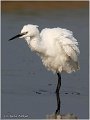 379_little_egret