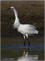 380_little_egret