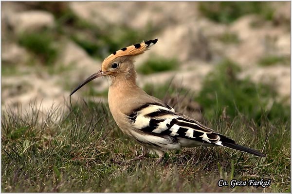 01_hoopoe.jpg - Hoopoe, Upupa epops , Pupavac, Location: Mokrin, Serbia