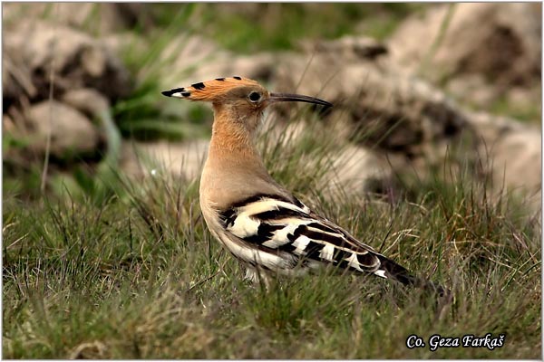 02_hoopoe.jpg - Hoopoe, Upupa epops , Pupavac, Location: Mokrin, Serbia