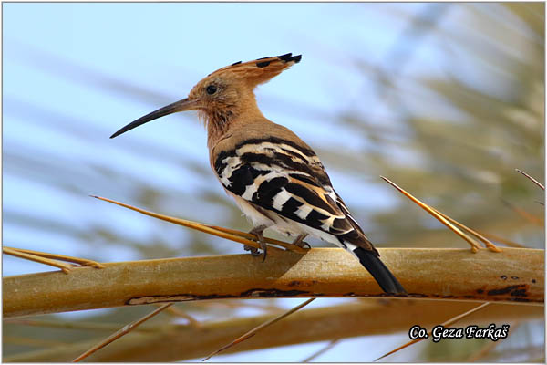 03_hoopoe.jpg - Hoopoe, Upupa epops , Pupavac, Location: Gran Canaria, Spain