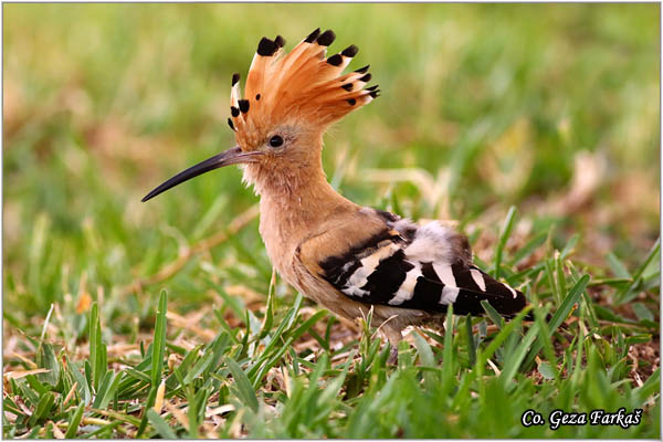 04_hoopoe.jpg - Hoopoe, Upupa epops , Pupavac, Location: Gran Canaria, Spain